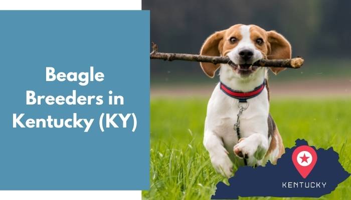 Beagle Breeders in Kentucky KY