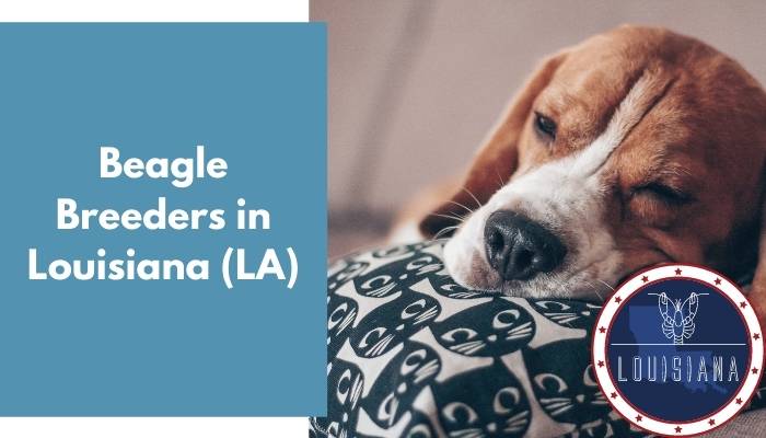 Beagle Breeders in Louisiana LA