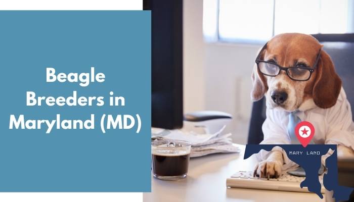 Beagle Breeders in Maryland MD