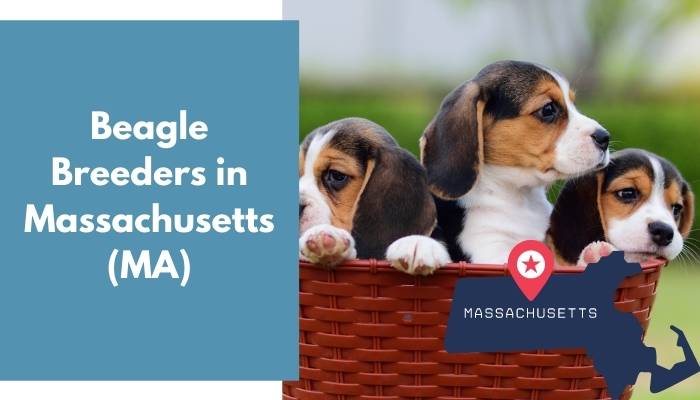 Beagle Breeders in Massachusetts MA