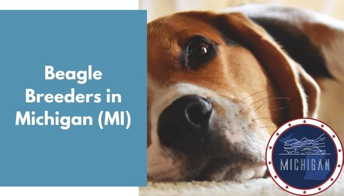 Beagle Breeders in Michigan MI