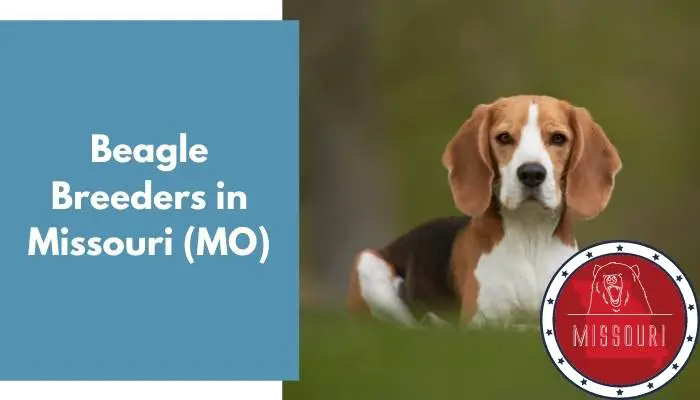 Beagle Breeders in Missouri MO
