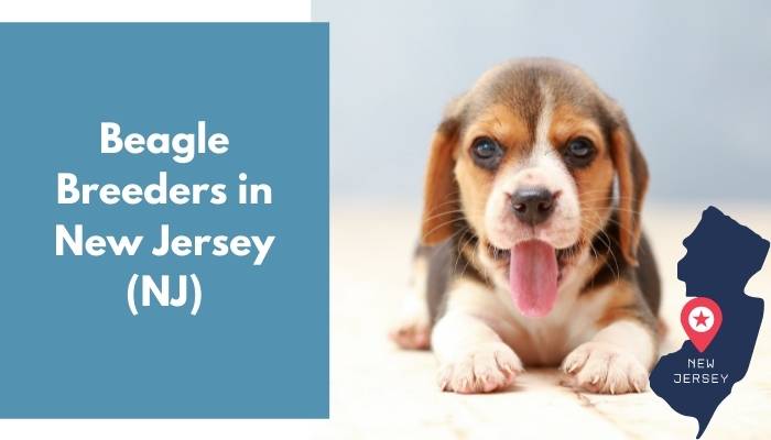 Beagle Breeders in New Jersey NJ