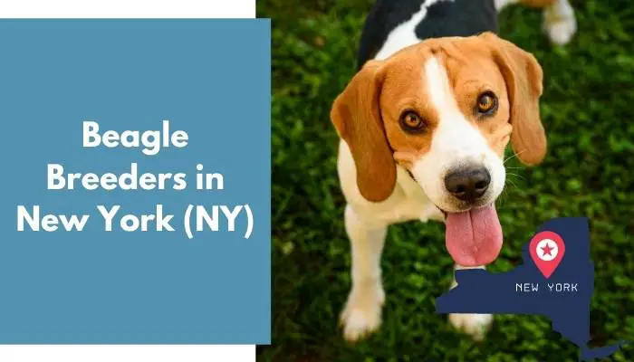 Beagle Breeders in New York NY