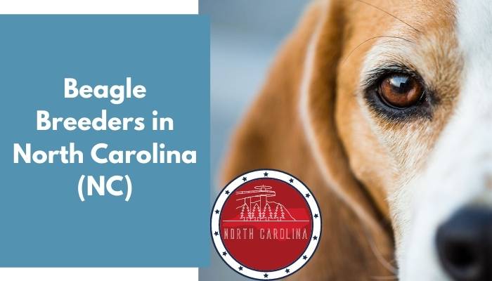 Beagle Breeders in North Carolina NC