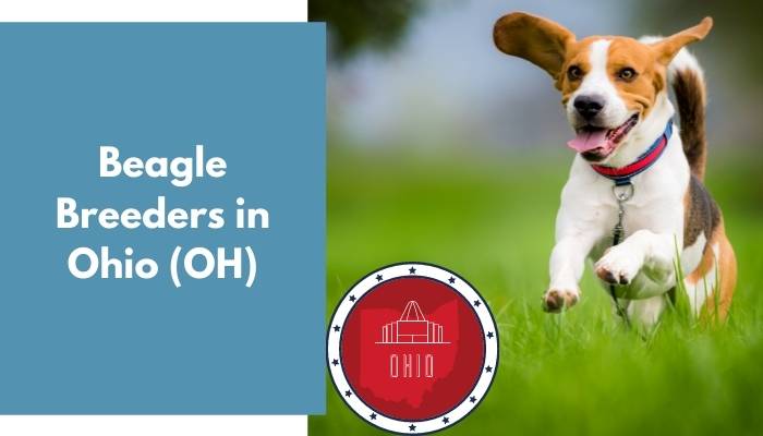 Beagle Breeders in Ohio OH