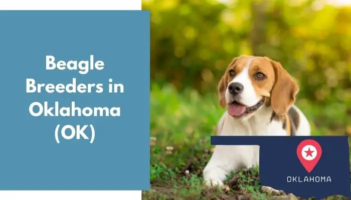 Beagle Breeders in Oklahoma OK