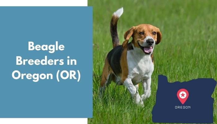 Beagle Breeders in Oregon OR