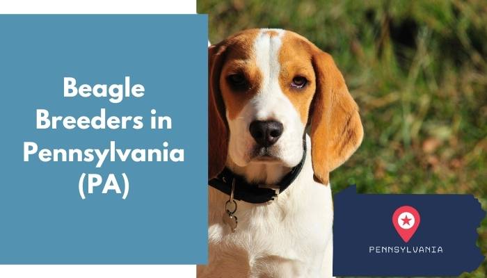 Beagle Breeders in Pennsylvania PA