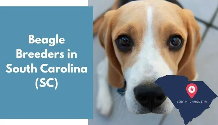 Beagle Breeders in South Carolina SC