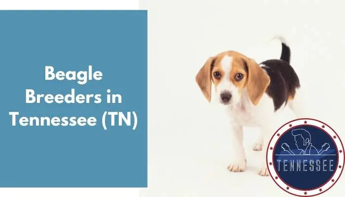 Beagle Breeders in Tennessee TN