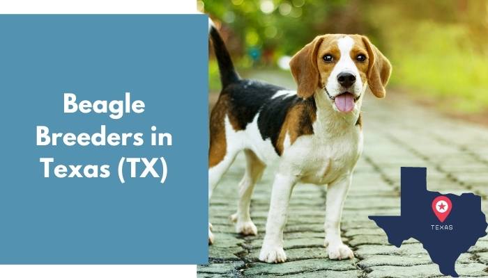 Beagle Breeders in Texas TX