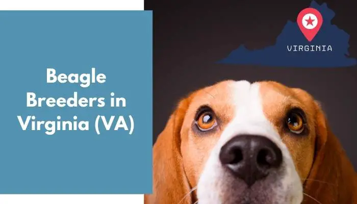 Beagle Breeders in Virginia VA