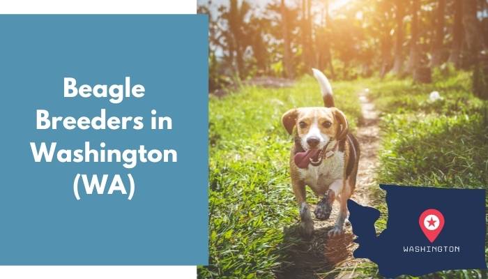 Beagle Breeders in Washington WA