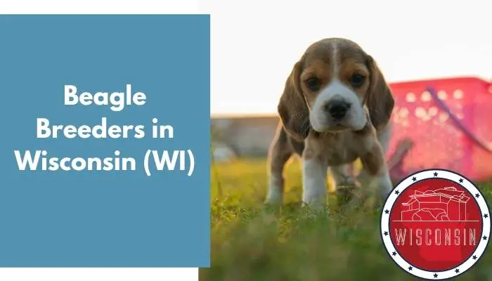 Beagle Breeders in Wisconsin WI