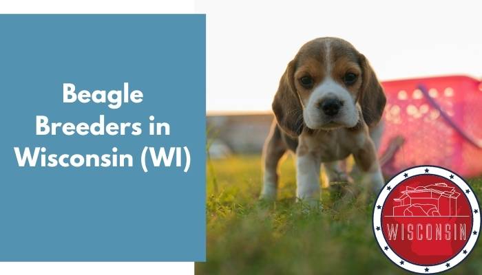 Beagle Breeders in Wisconsin WI