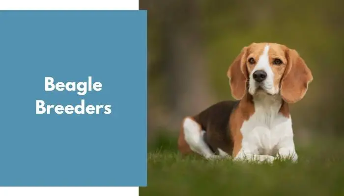 Beagle Breeders