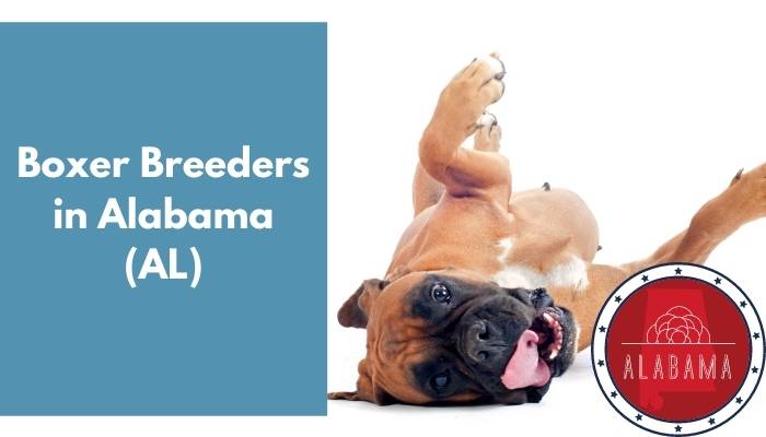 Boxer Breeders in Alabama AL