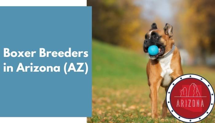Boxer Breeders in Arizona AZ