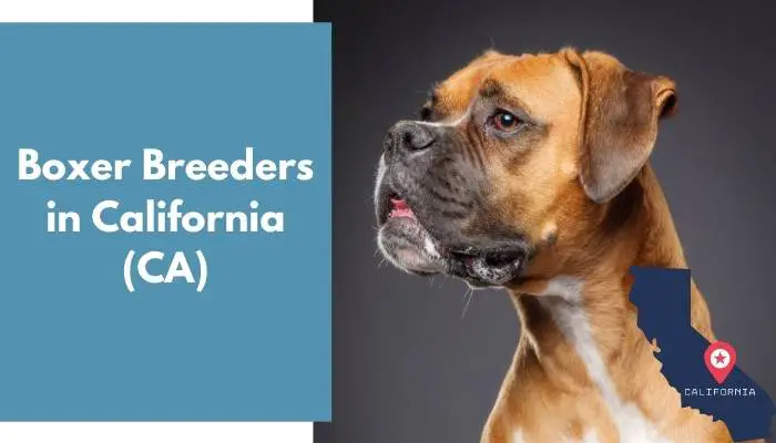 Boxer Breeders in California CA