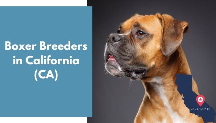Boxer Breeders in California CA