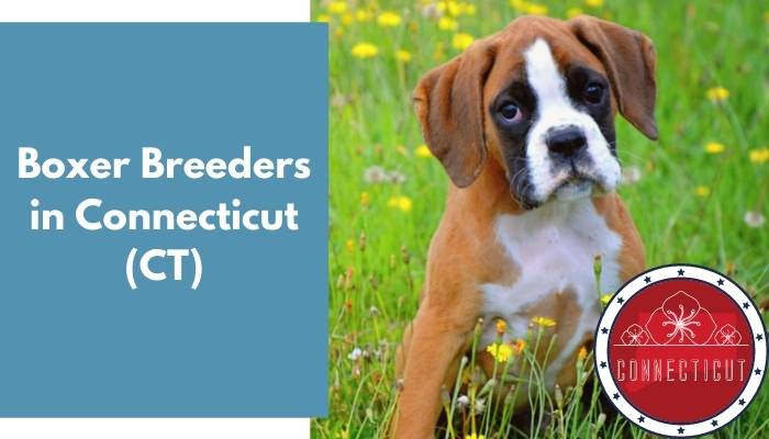 Boxer Breeders in Connecticut CT