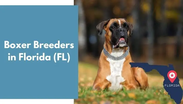 Boxer Breeders in Florida FL