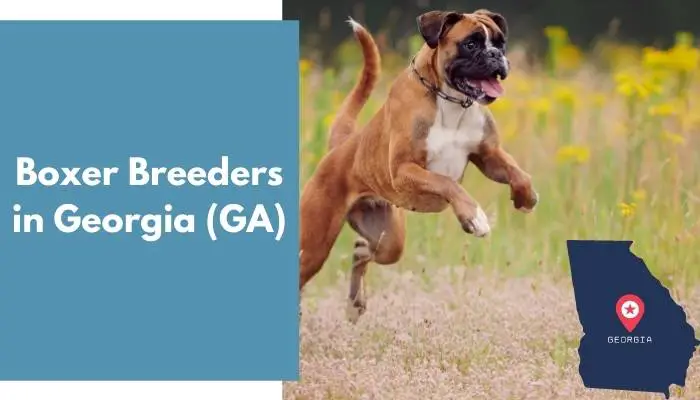 Boxer Breeders in Georgia GA