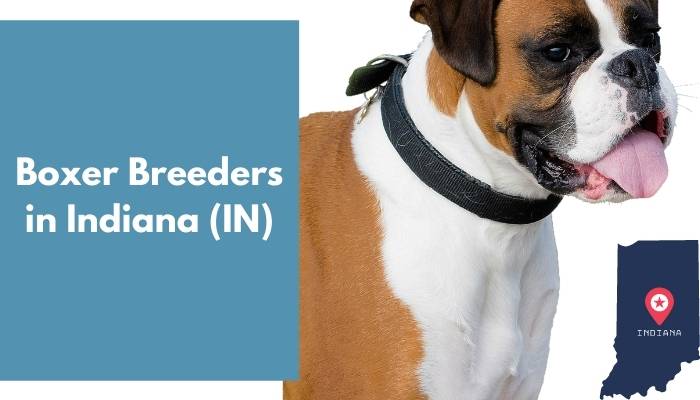 Boxer Breeders in Indiana IN