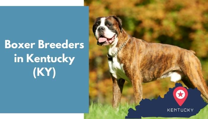 Boxer Breeders in Kentucky KY