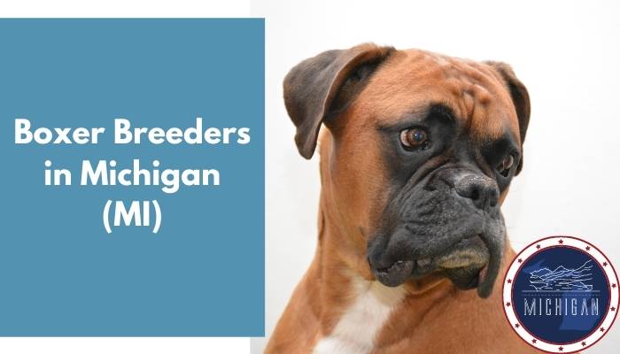 Boxer Breeders in Michigan MI