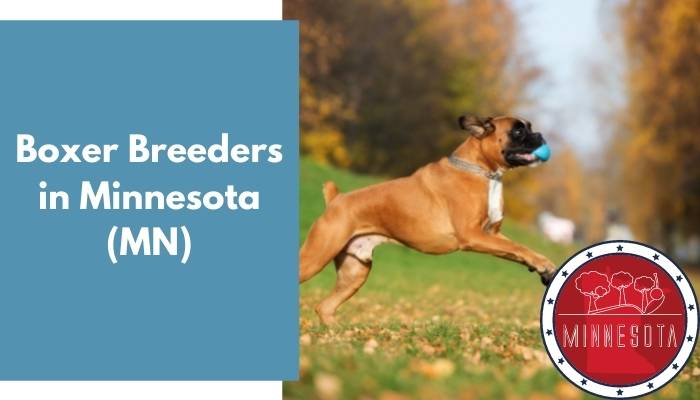 Boxer Breeders in Minnesota MN