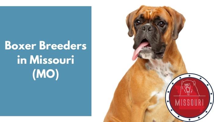 Boxer Breeders in Missouri MO