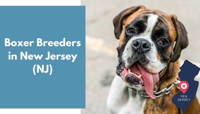 Boxer Breeders in New Jersey NJ