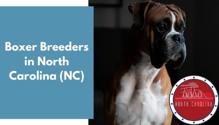 Boxer Breeders in North Carolina NC