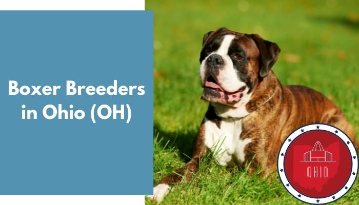 Boxer Breeders in Ohio OH