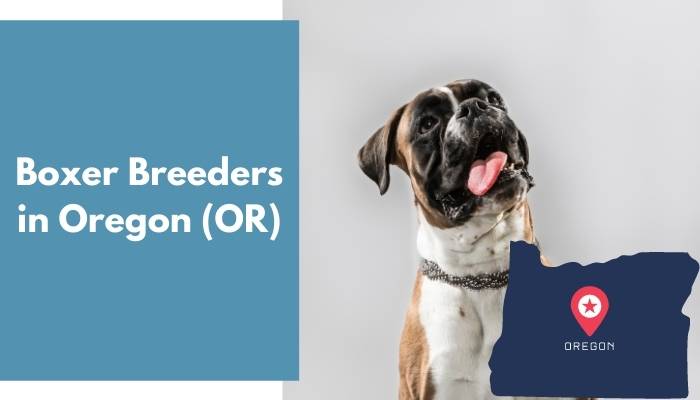 Boxer Breeders in Oregon OR