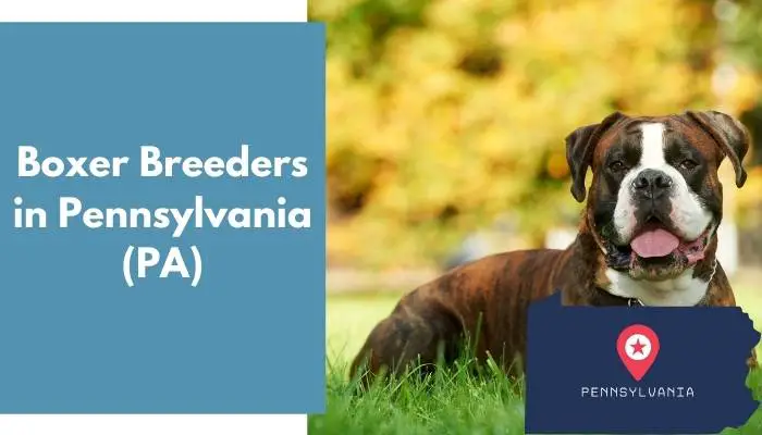 Boxer Breeders in Pennsylvania PA