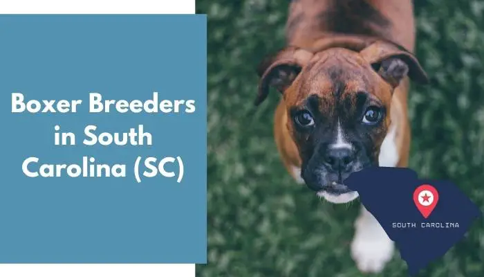 Boxer Breeders in South Carolina SC