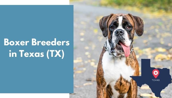 Boxer Breeders in Texas TX