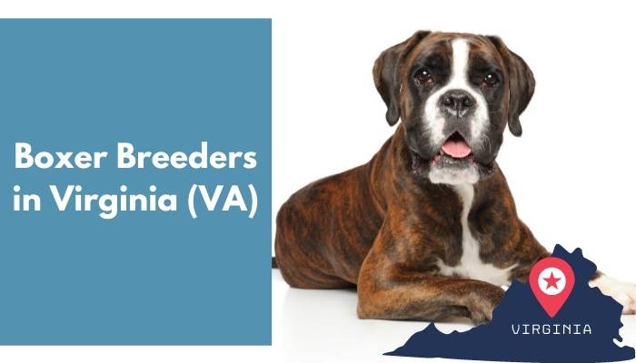 Boxer Breeders in Virginia VA