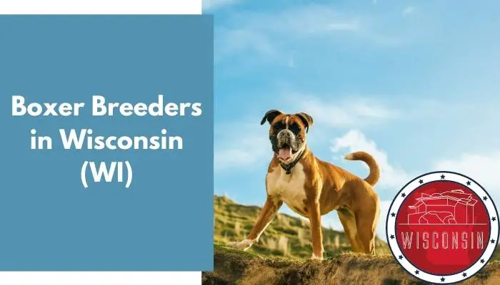 Boxer Breeders in Wisconsin WI