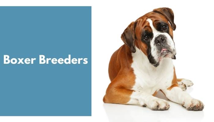 Boxer Breeders