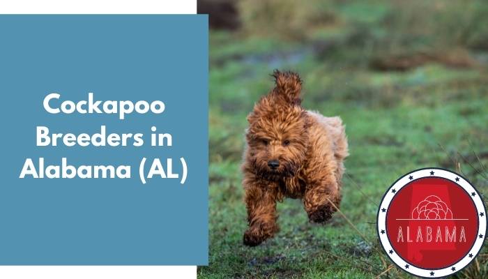 Cockapoo Breeders in Alabama AL