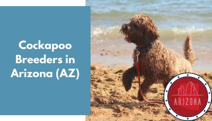 Cockapoo Breeders in Arizona AZ