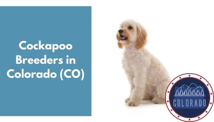 Cockapoo Breeders in Colorado CO