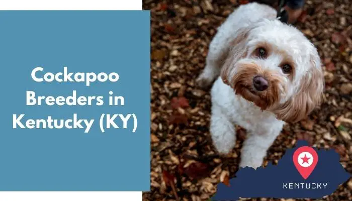 Cockapoo Breeders in Kentucky KY