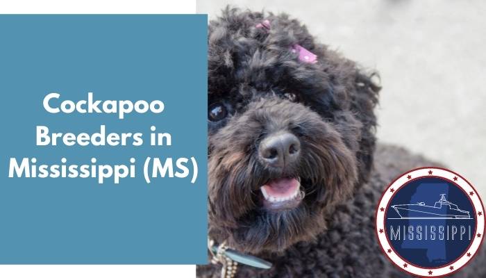 Cockapoo Breeders in Mississippi MS