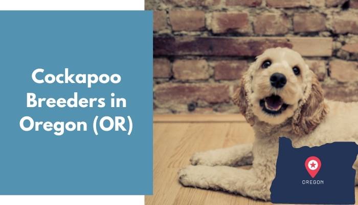 Cockapoo Breeders in Oregon OR