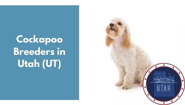 Cockapoo Breeders in Utah UT